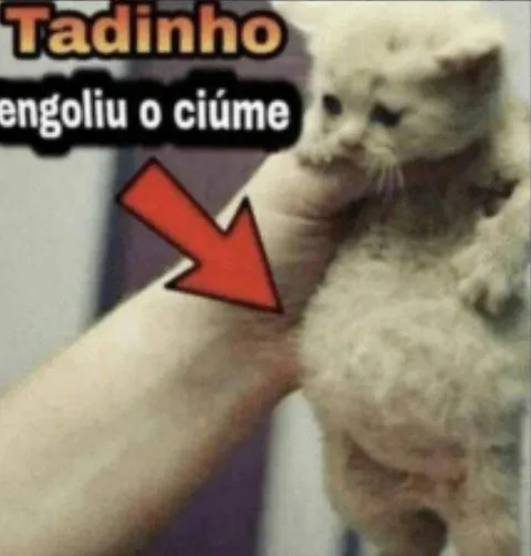 Gato engoliu o ciúme