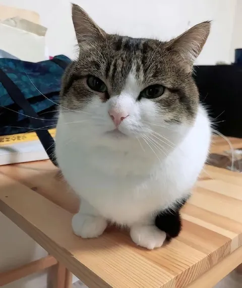 Недовольный кот смотрит в камеру