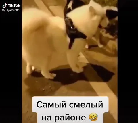 Самый смелый на районе