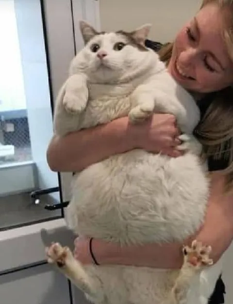 Огромный кот на руках