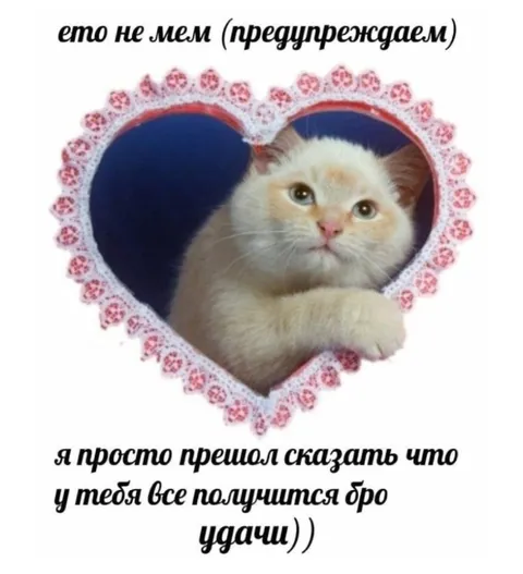Кот желает удачи бро