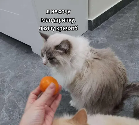 Кот не хочет мандаринку