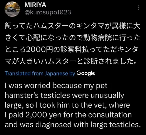 大きいキンタマのハムスター