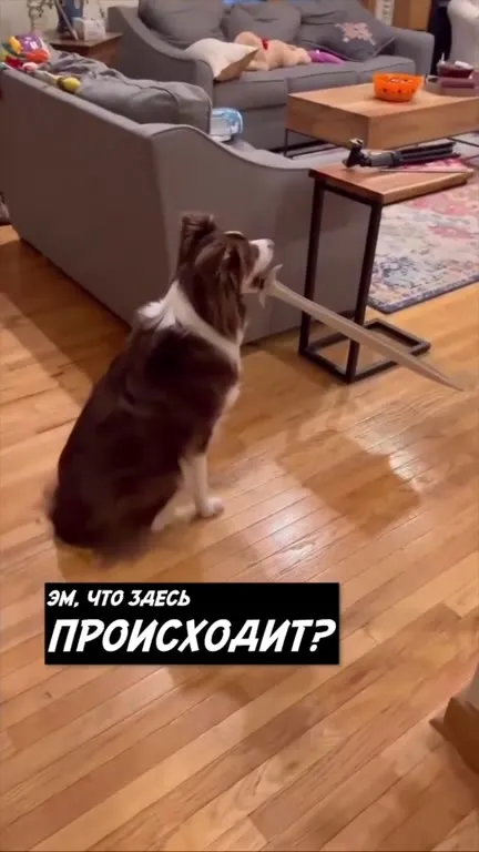 Тёмный лорд-пылесос против собаки