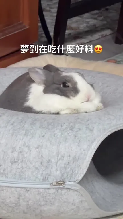 兔子夢到在吃好料