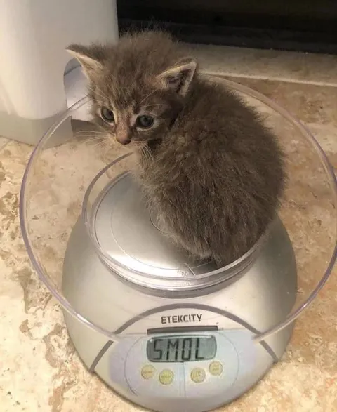 Котёнок на весах