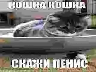 Кошка в машине