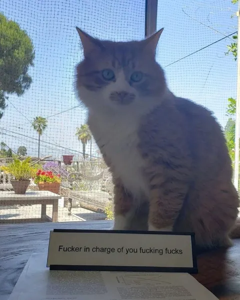 Cat in Charge of You