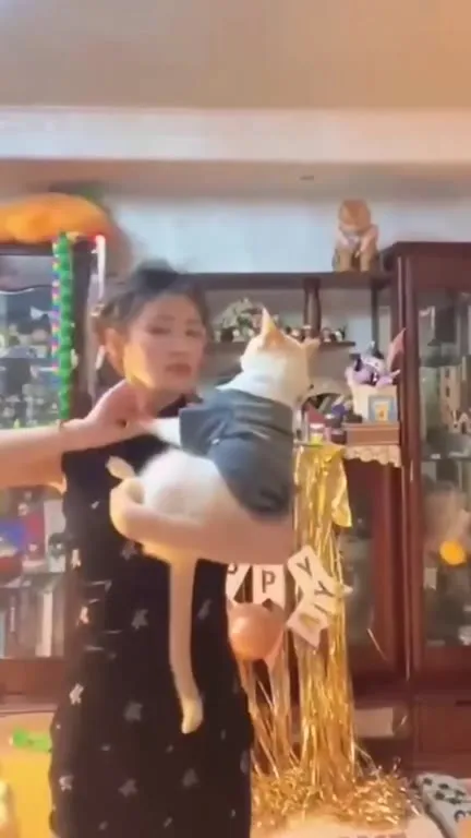 Кот танцует танго