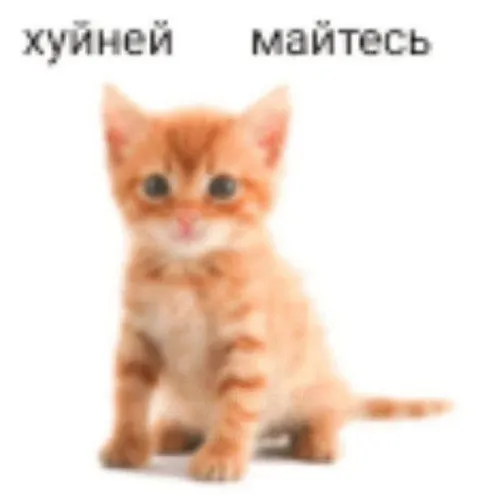 Жуйної майтесь, котик