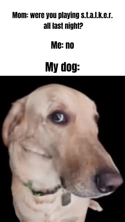 Dog Caught Playing S.T.A.L.K.E.R.