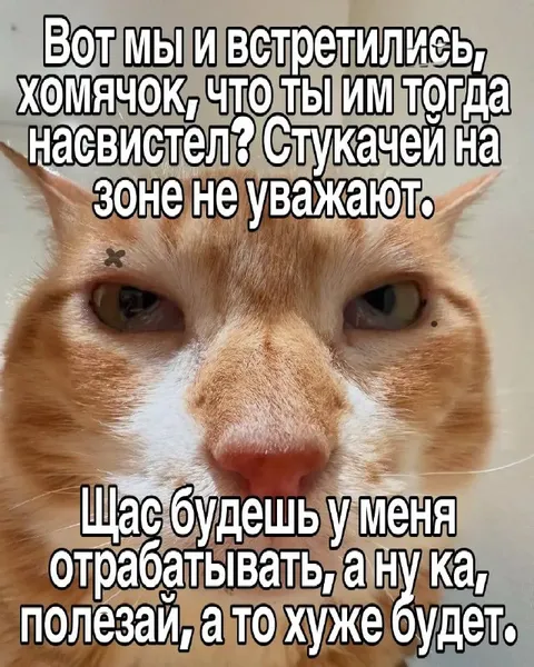 Хомячок на зоне