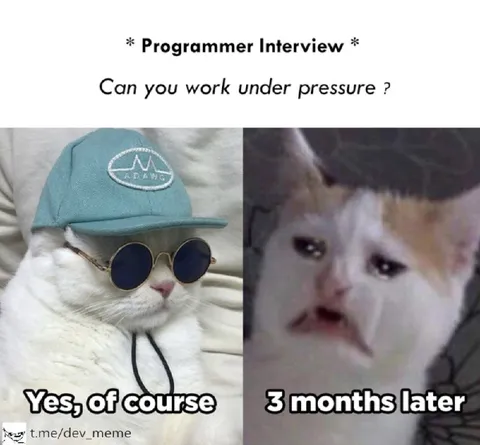 Cat Under Pressure