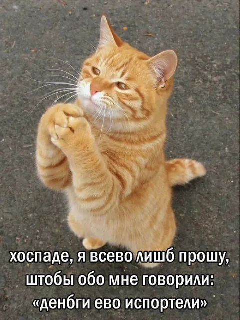 Кот просит испортить его деньгами