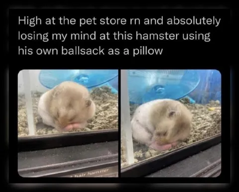 Hamster Using His Ballsack as a Pillow