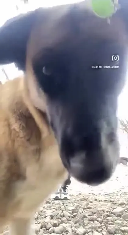Собака ворвалась в кадр