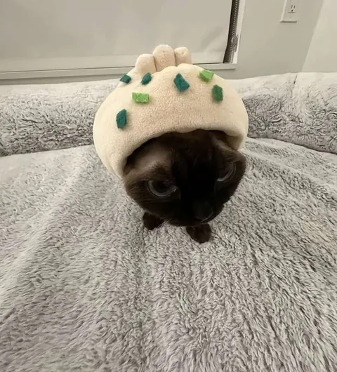 Кот в шапке тако