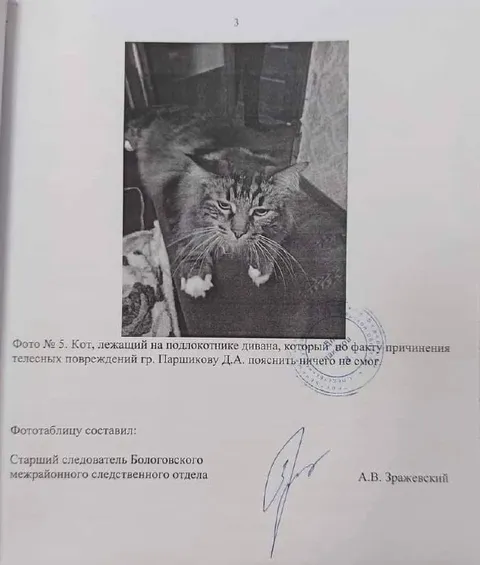 Кот ничего не смог пояснить