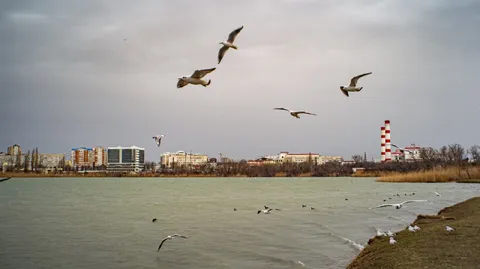 Чайки над серым городом