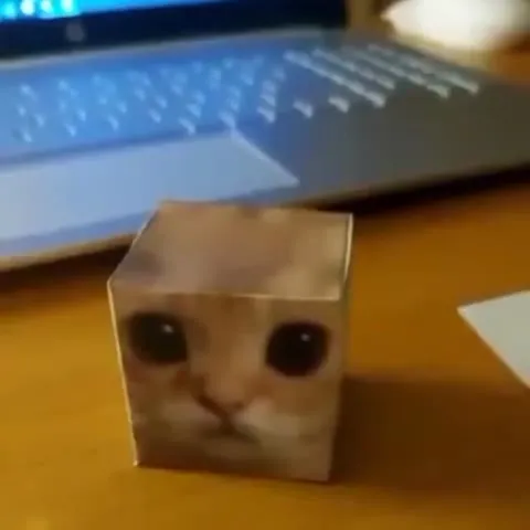 Кот в картонной коробке