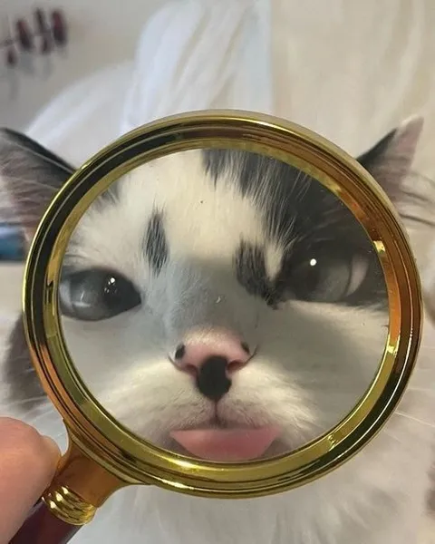 Кот через лупу