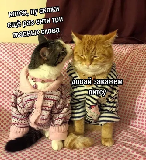 Котики снова забыли главные слова