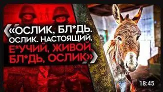 Ебучий живой ослик