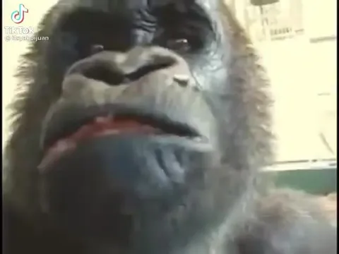 Когда музыка доводит до безумия