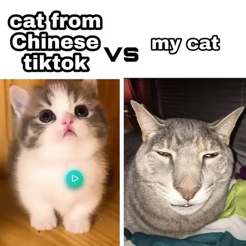 Chinese TikTok Cat vs My Cat