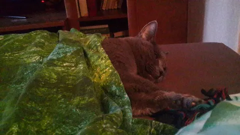 Кот спит под одеялом