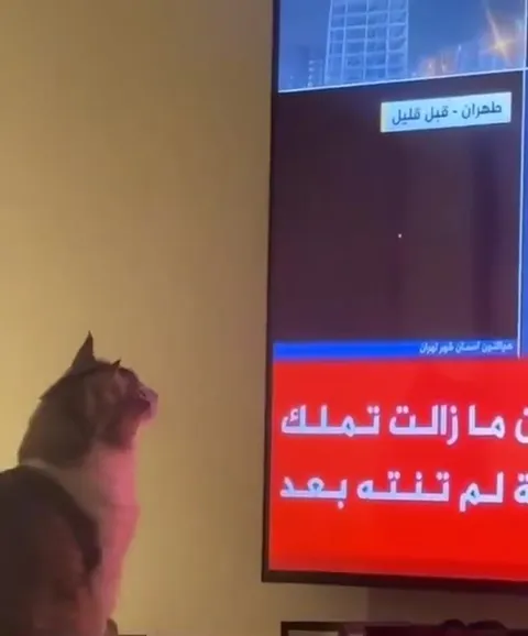 Кот следит за новостями об Иране