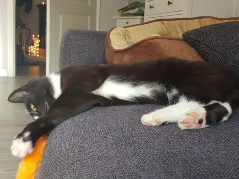 Кот растянулся на диване