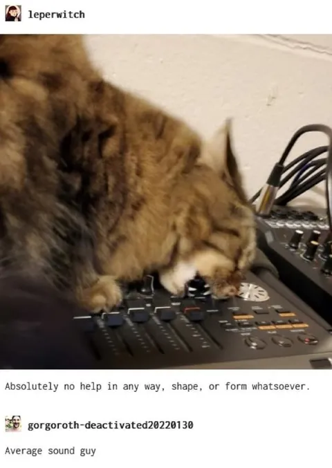 Cat Is No Help Sound Guy