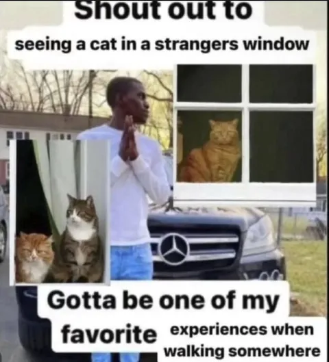 Cats in Strangers' Windows