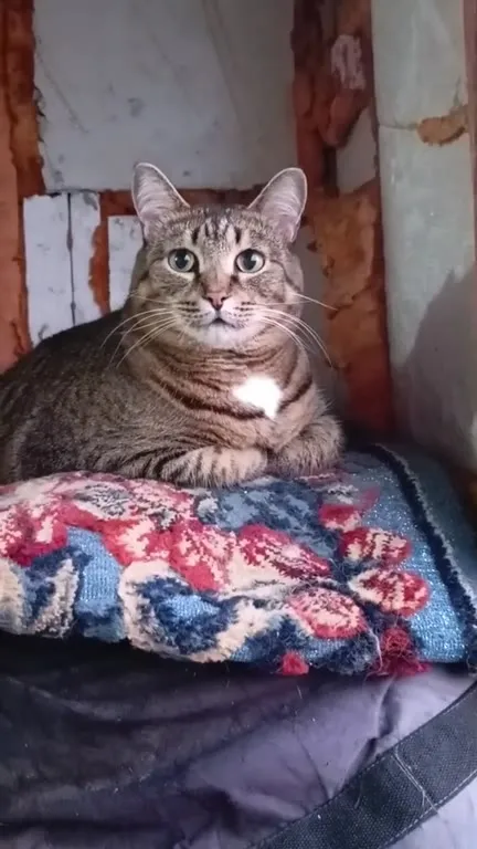 Кот под драматичный саундтрек
