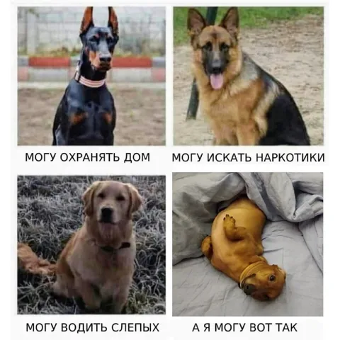 Четыре таланта собак