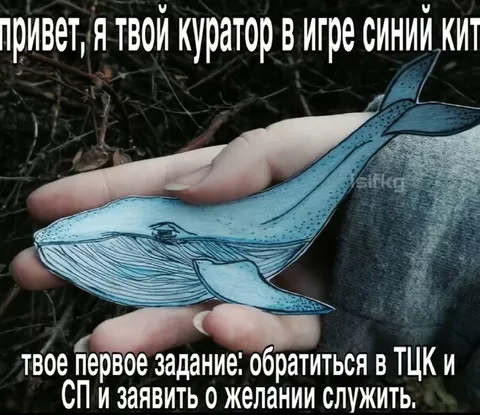 Куратор игры «Синий кит»