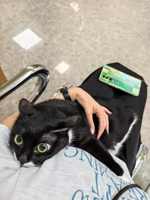 Кот на коленях