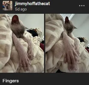 Cat With Too Many Fingers