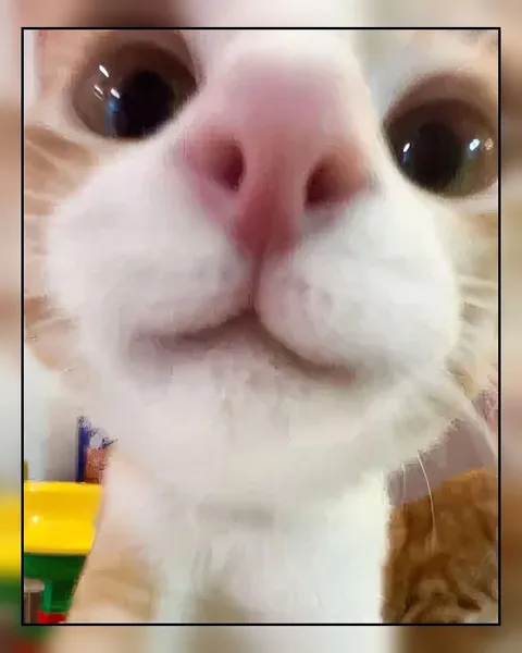 Кот крупным планом