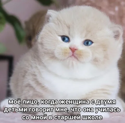 Кот узнал бывшую одноклассницу
