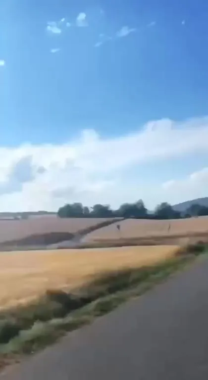 Sunflower Turns Away and Rocks Out