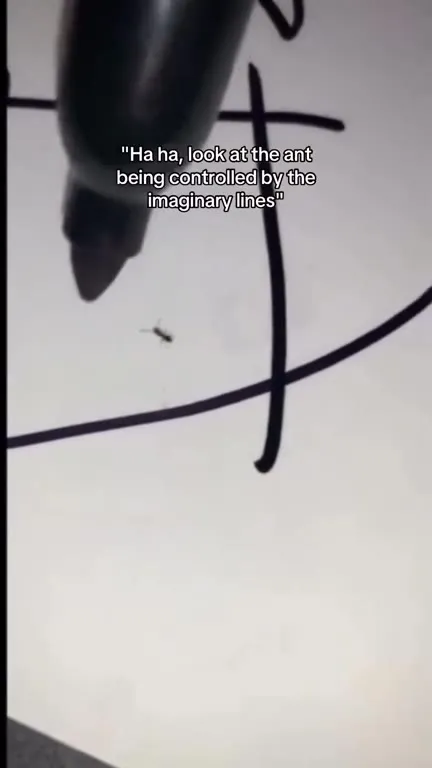 Ant Learns Traffic Rules