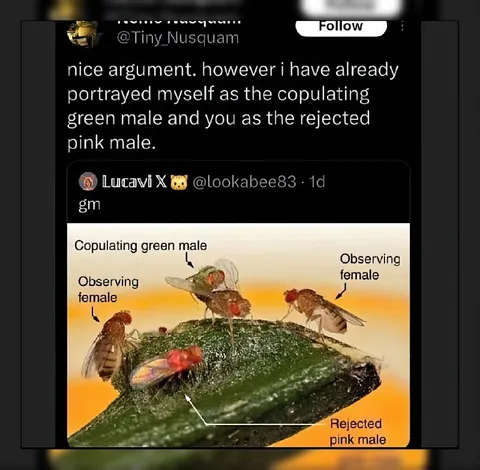 Rejected Pink Male Fly