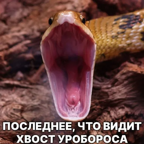 Последнее, что видит хвост уробороса