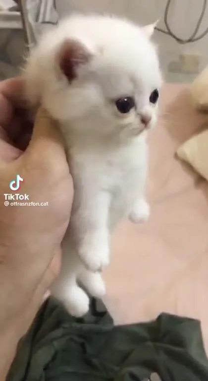 Белый котёнок на руках