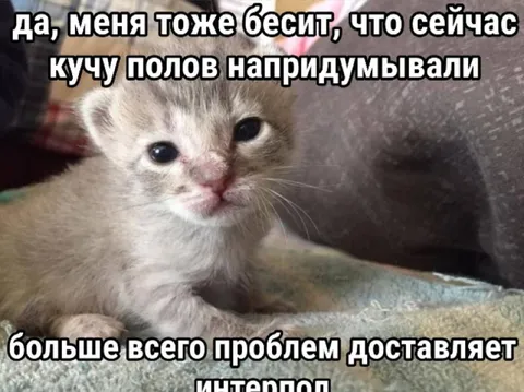 Котёнок бесится из-за интерпола