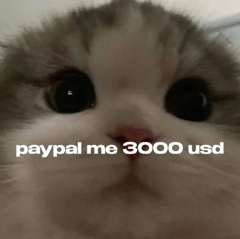 PayPal Me 3000 USD Cat