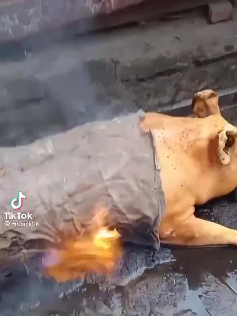 Горящая собака на улице