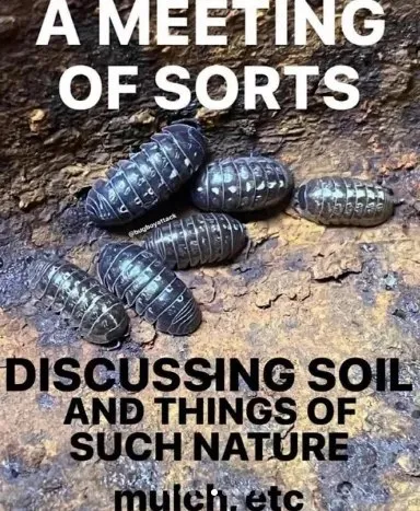 Isopod Meeting About Soil